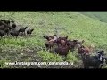 Гисссарские овцы и саги дахмарда Махмадшарифа Вафоева из Шохамбары на высокогорье