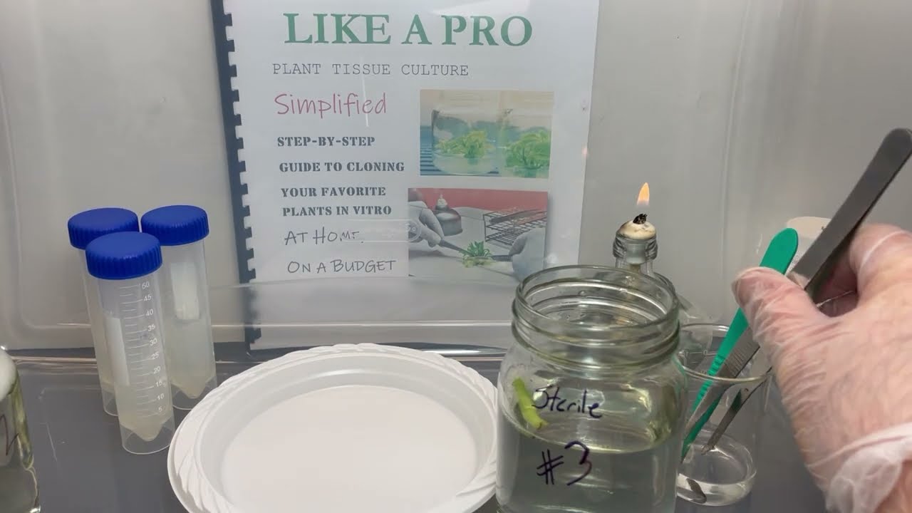 Philodendron tissue culture initiation. Step 4 - place in sterile water