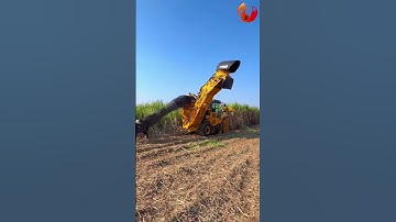 Harvesting sugarcane with a combine