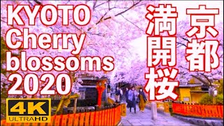 4K JAPAN 京都の桜 Cherry blossoms Kyoto 京都 観光 旅行花見 満開 背割堤 清水寺 嵐山 祇園白川 京都植物園 平安神宮 岡崎疏水 平等院 鴨川 sakura