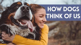 Do Dogs Think Humans Are Their Parents? - How DO They View Us by Animal Life 47 views 1 month ago 4 minutes, 57 seconds
