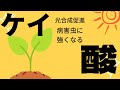 苗を最強硬度にする資材、ケイ酸!!光合成向上で病害虫に強い苗にしよう!!