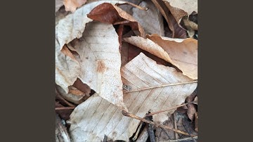 Taosong4: Song of the Tao Te Ching, Chapter 4