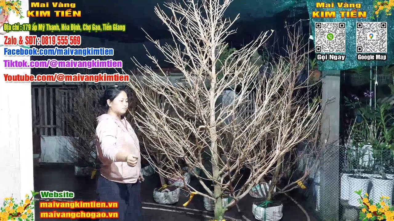 Mai Vàng Nhiều Nụ Đón Tết Bao Ship Toàn Quốc - Mai Vàng Kim Tiền Chợ Gạo