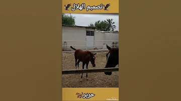 اجمل خیل فی الهواز حریر الخالدی الکحیله تهونه و نهواکم 