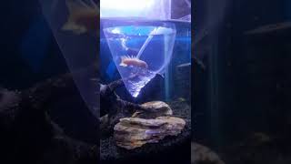 MY NEW PET ALBINO SENEGAL BICHIR FISH