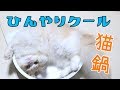 【マルカンひんやりクール猫鍋】誰も使ってくれなかったので処分しようとしていた猫鍋だったのですが！？
