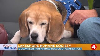 Daytime Buffalo: Lakeshore Humane Society volunteer run animal rescue organization
