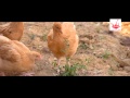 Simon clement  eleveur de poulet fermier dauvergne