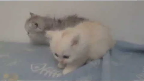 Watch the video about Silver/Chinchilla & Cameo Persian Kittens