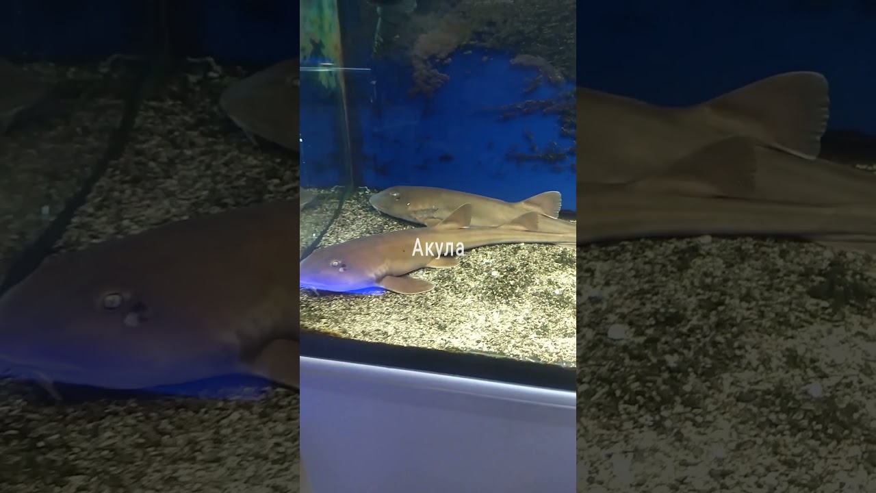 Белопятнистая Кошачья Акула. Море в аквариуме. Челябинский дом аквариум