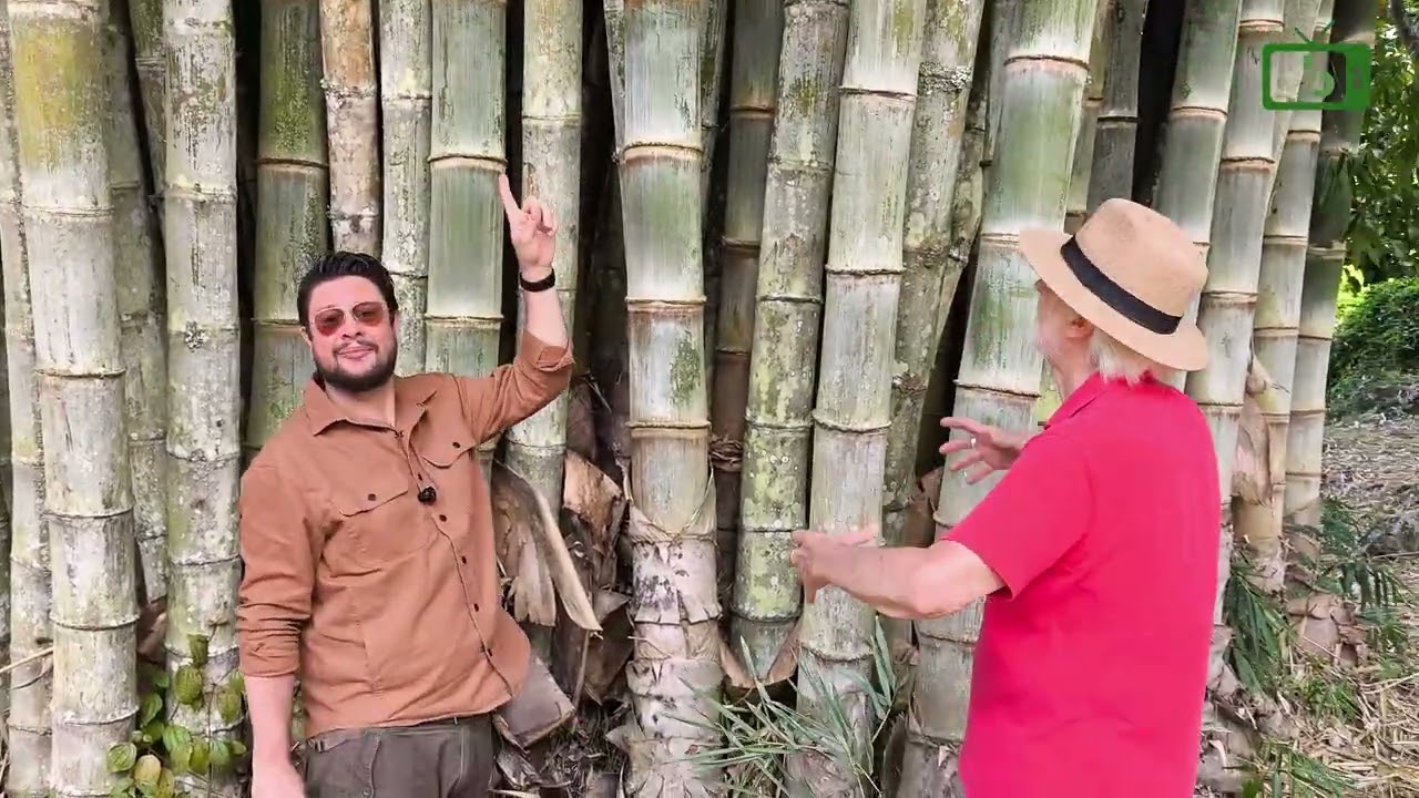 Você já ouviu falar em Bambuparque?