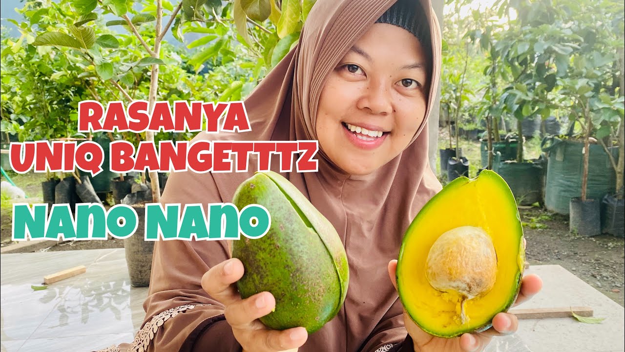 REVIEW VARIAN TERBARU DUPUIS AVOCADO RATUNYA ALPUKAT DI DATARAN RENDAH