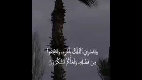 من نعيم الآيات🌻تلاوة 🎧 خاشعة للقارئ سعد الغامدي " وَمِن آيَاتهِ أَنْ يرسِلَ الرّيَاحَ مبَشرَاتٍ " ..