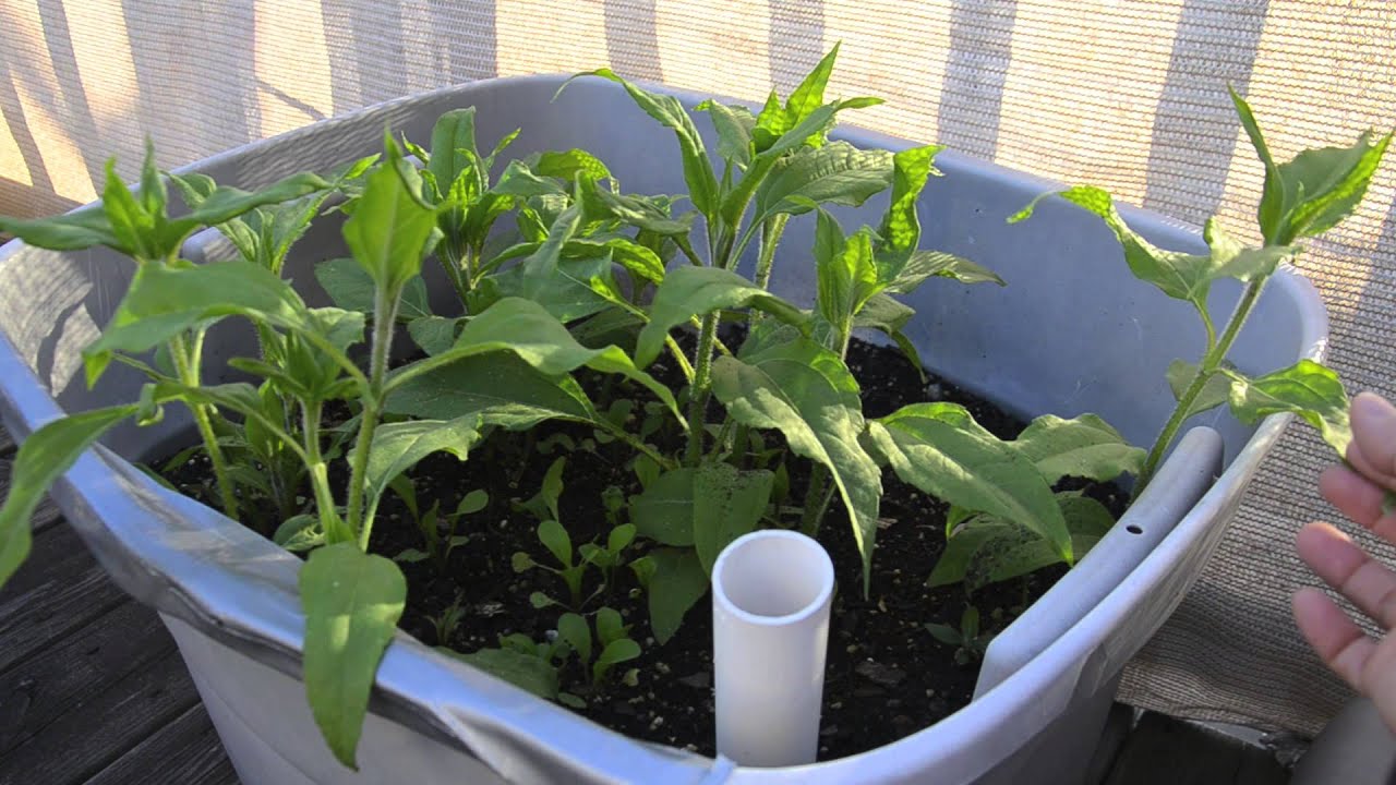 Growing vegetables in containers This and that update May 6, 2014