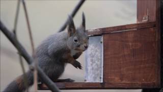 Make your own squirrel feeder, easy and fun. Plan of the feeder in the end of the video. Good luck Kim.