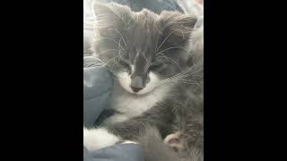#trending #cat #kitten #cutecat#tophits