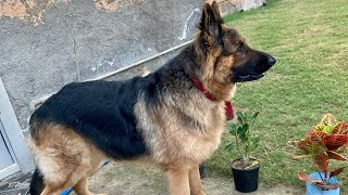 Jack Ke Liye Park Bnva Dia😍 | Garden For My Dogs by Pet care 3,573 views 1 year ago 5 minutes, 21 seconds