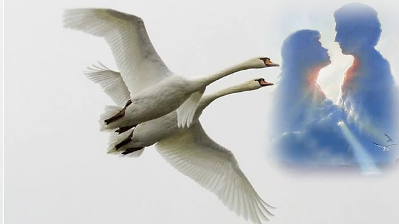 Легче птички она к нему подскочила. Два лебедя в небе. Птица любви. Лебеди в небе. Белый лебедь в полете.