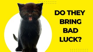 Superstitions About Black Cats