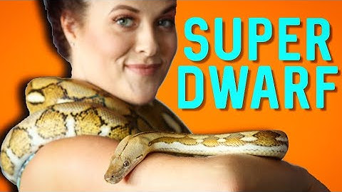 Super Dwarf Reticulated Python - Meet Jasmine
