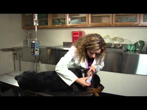 वीडियो: कुत्तों में कान के संक्रमण को रोकने के लिए 5 युक्तियाँ - कुत्ते के कान के संक्रमण को कैसे रोकें