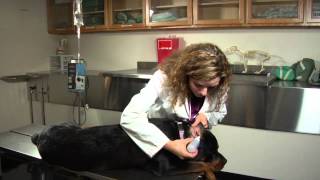 How to Keep a Dog From Getting Ear Infections : Dog's Health