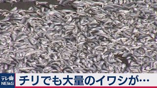 チリでも大量のイワシが…（2021年2月17日）