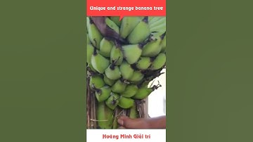 Unique and strange banana tree- Buồng chuối mọc giữa thân cây chuối