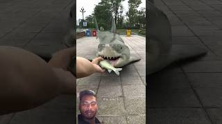 #funny #shark #hulk #fishing #fishing #bigcatfeverrods #bigcatfeverrods #dancehallmusic #fish #danc
