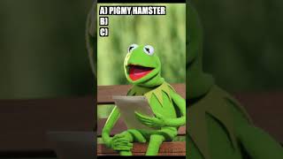 Trivia with Kermit the Frog - Question 80
#muppets #kermitthefrog #trivia #triviagames Trivia with Kermit the Frog - Question 80