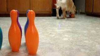 Golden Retriever Puppy Learns to Bowl