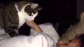 Приколы !!! Ну что хозяйка, вставай, кот есть хочет Приколы !!! Ну что хозяйка, вставай, кот есть хочет