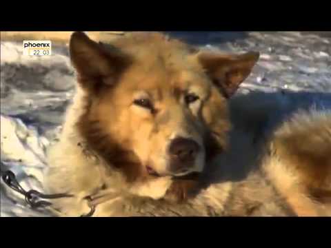 Video: Wie Man In Der Tundra überlebt