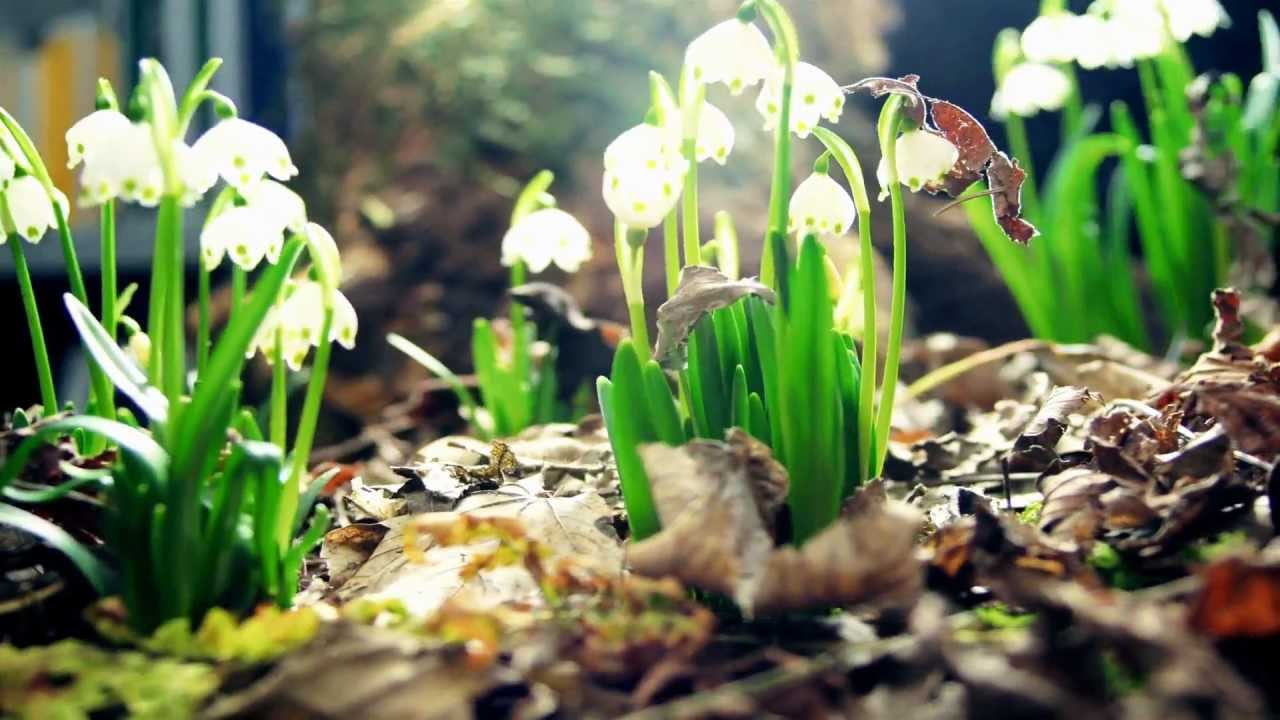 Amazing Nature Full HD 1080p :Time Lapse - YouTube