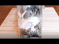 すきまる2。-Gap Maru 2.-