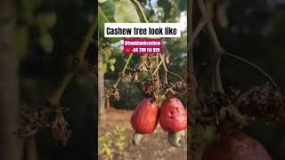 What does cashew tree look like shortsviral shorts