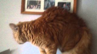 One fluffy Cat!