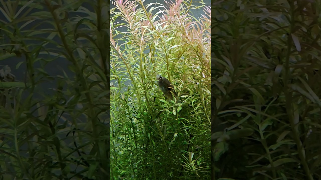 Simply the best Algae Eater in the Hobby 