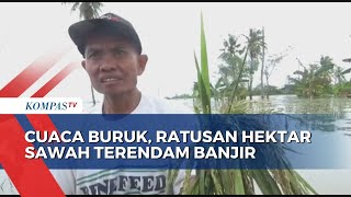 Cuaca Buruk, Ratusan Hektar Sawah Terendam Banjir