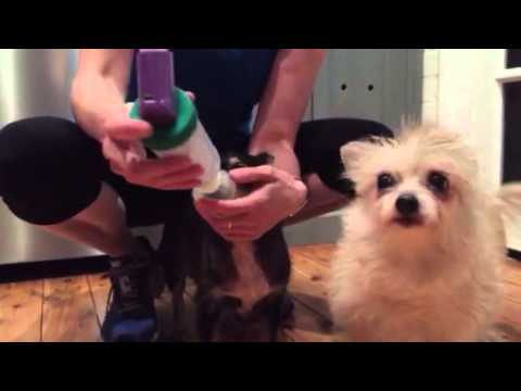 how-to-give-your-dog-an-aero-dawg-inhaler