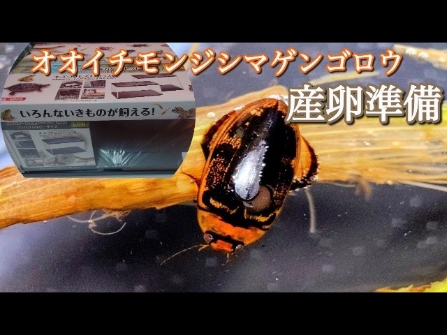 ゲンゴロウの種類解説】中～小型種編 - YouTube