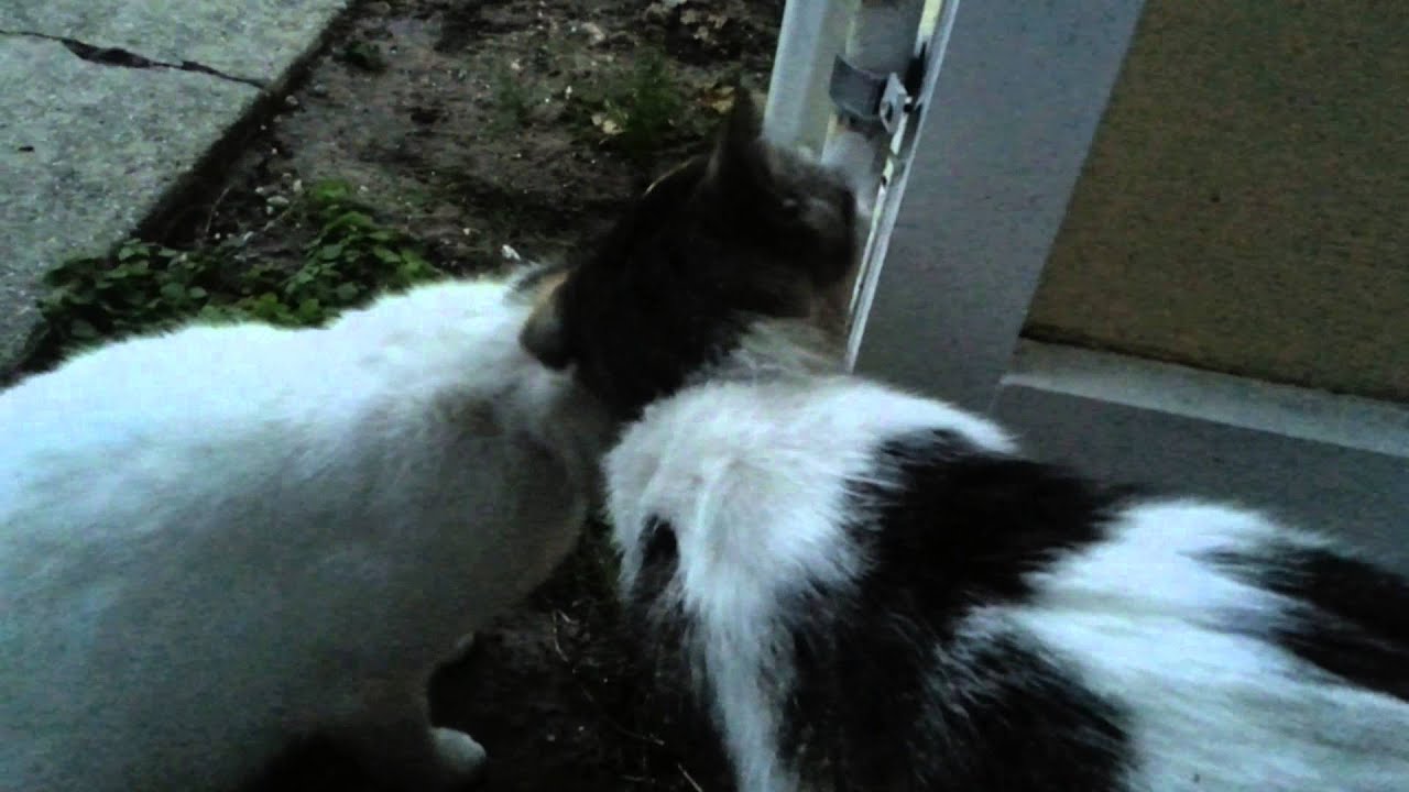 Getting the stray cats to get along - YouTube