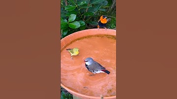 Finches and softbills bathing in bird bath | pekin robin, white eye, weaver bird, finch