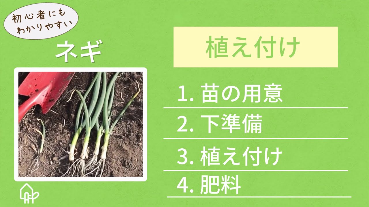 家庭菜園のプロ監修 白ネギ 長ネギ 根深ネギ の栽培方法 簡単裏技も伝授 農業 ガーデニング 園芸 家庭菜園マガジン Agri Pick