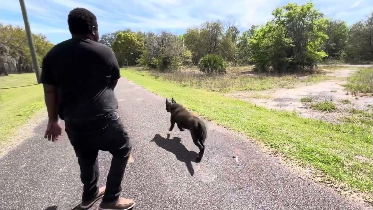 Vanguard k9 trainings long search YouTube