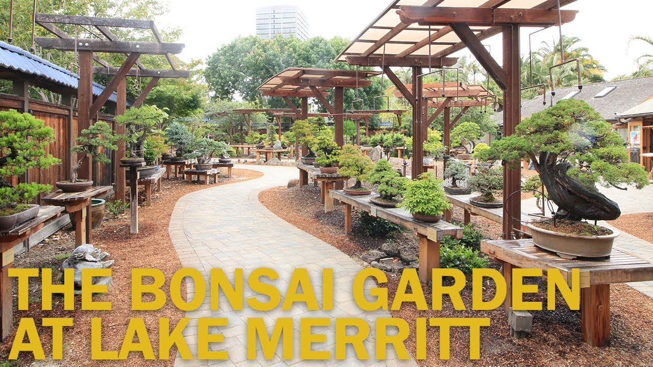 Bonsai Gardens The Bonsai Garden At Lake Merritt Youtube