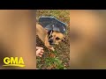 Pup holds mini umbrella in the rain