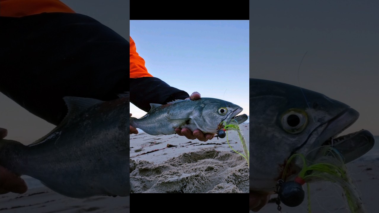 Tailor on the Buckabou! How I Retreive🤙 