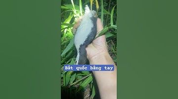NvT_ Bắt quốc đêm bằng tay siêu dễ ( Tiếng Mái Ghè Siêu Nhạy ) #tiengchimdem #tiengquocmoi #quocmai